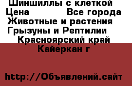 Шиншиллы с клеткой › Цена ­ 8 000 - Все города Животные и растения » Грызуны и Рептилии   . Красноярский край,Кайеркан г.